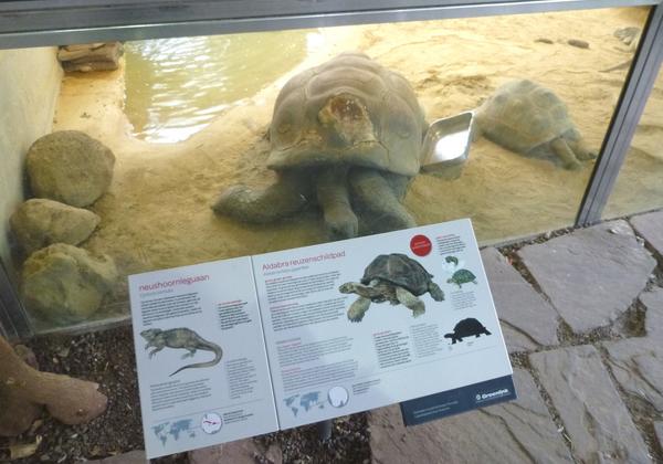 Educatieve informatieborden Artis sublimatie schildpad